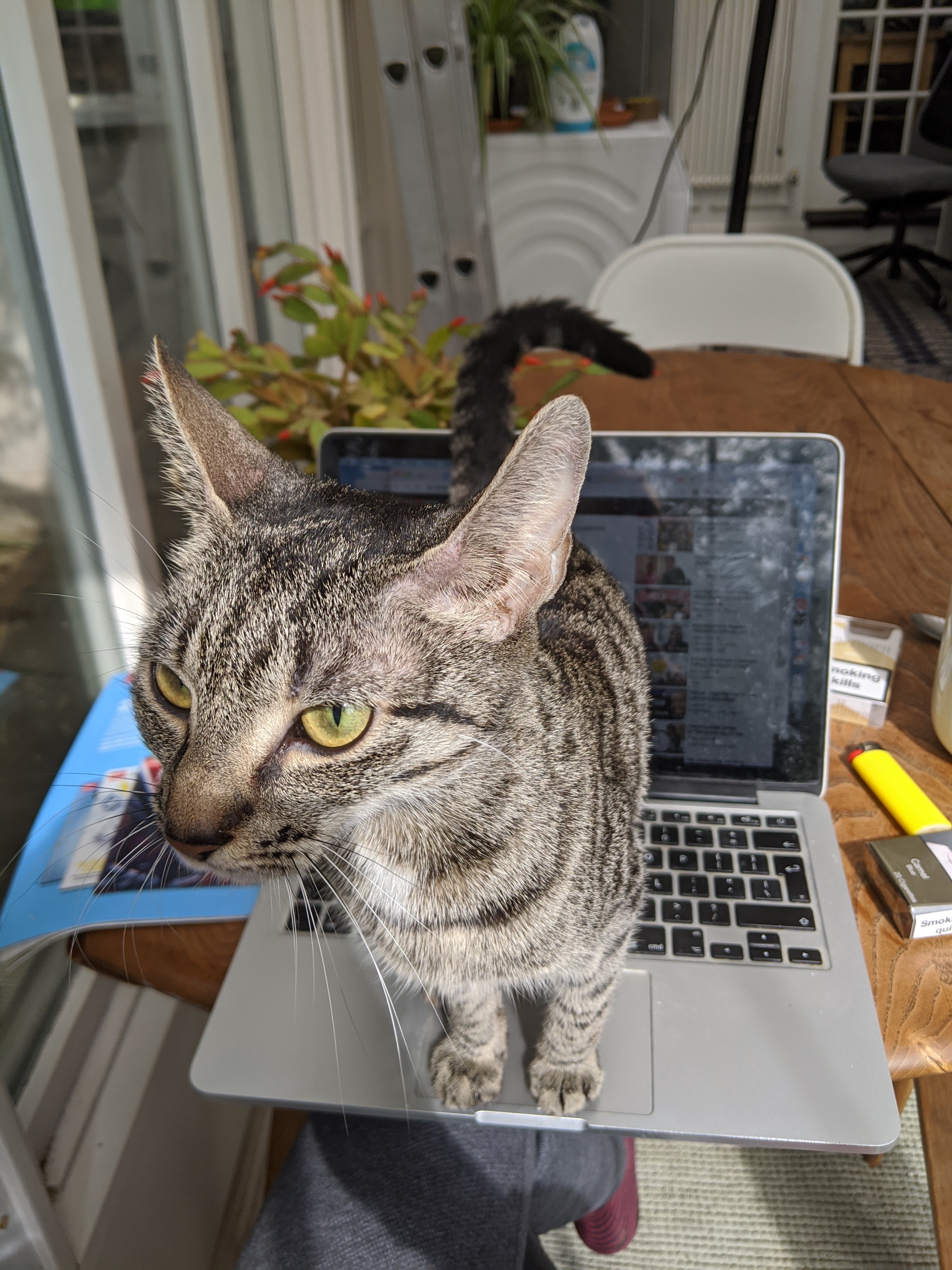 Cat on laptop keyboard